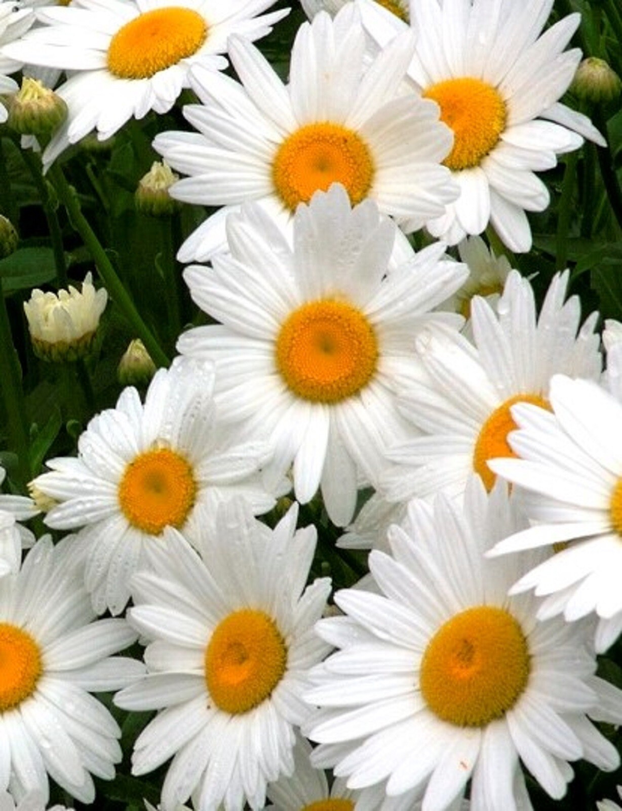 ALASKA SHASTA DAISY SEEDS 200+ Seeds NON-GMO BUY 4 GET FREE SHIPPING