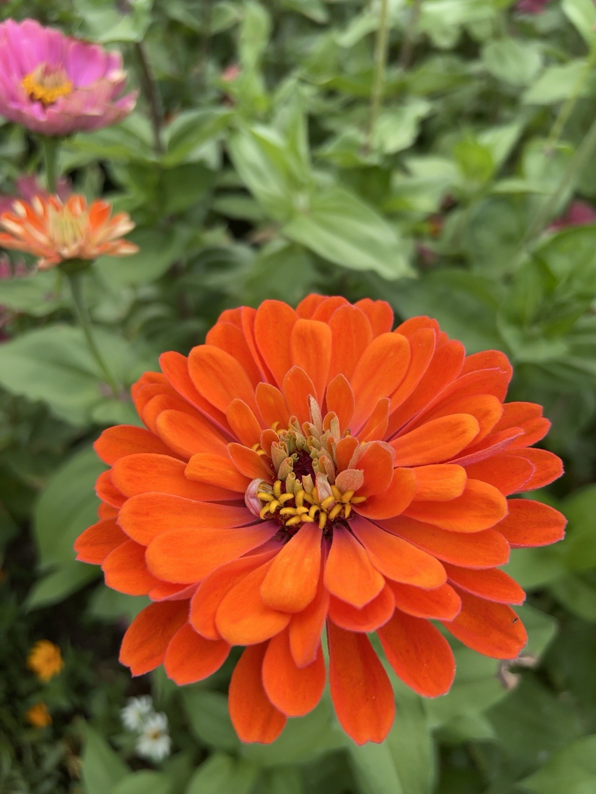 Zinnia Flower Seeds Multiple Colors Sizes Variety Fushia Lime Green Pink White