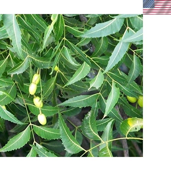 Azadirachta Indica Seeds – 3 Pack for Lush Green Foliage & Fragrant Blooms