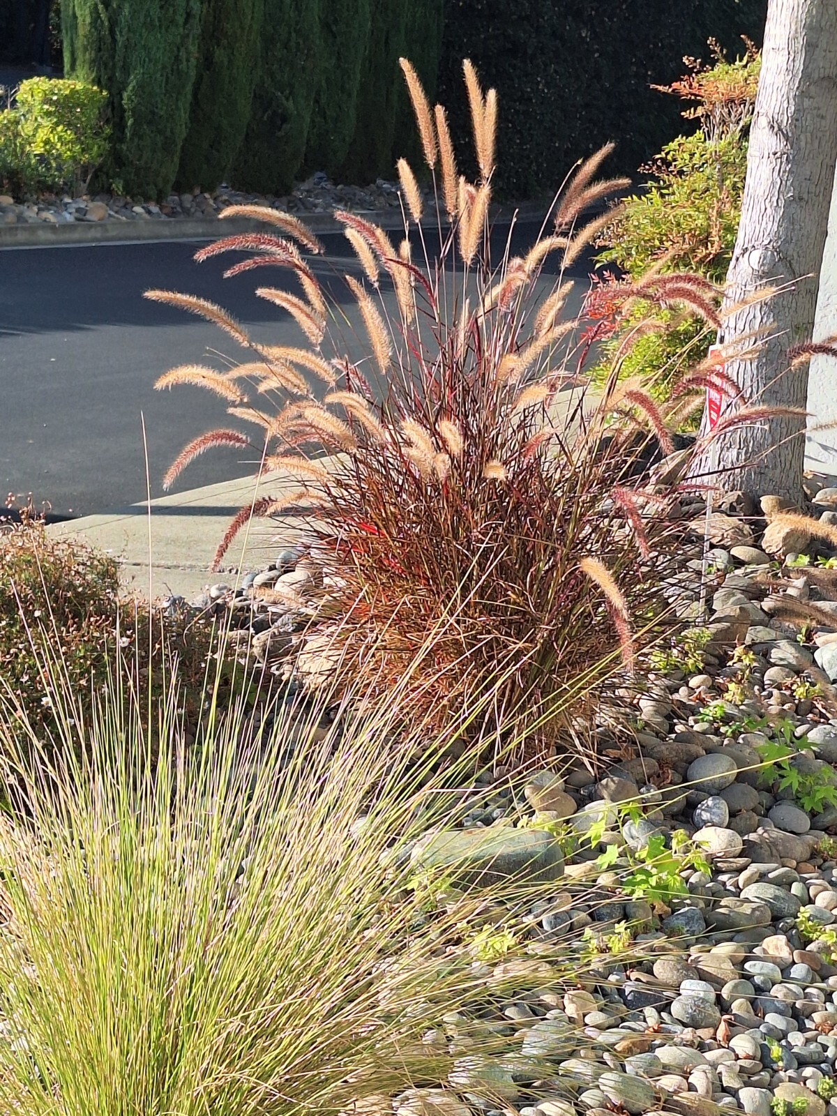 50 PURPLE FOUNTAIN GRASS Ornamental Pennisetum Setaceum Dark Burgundy Flower See