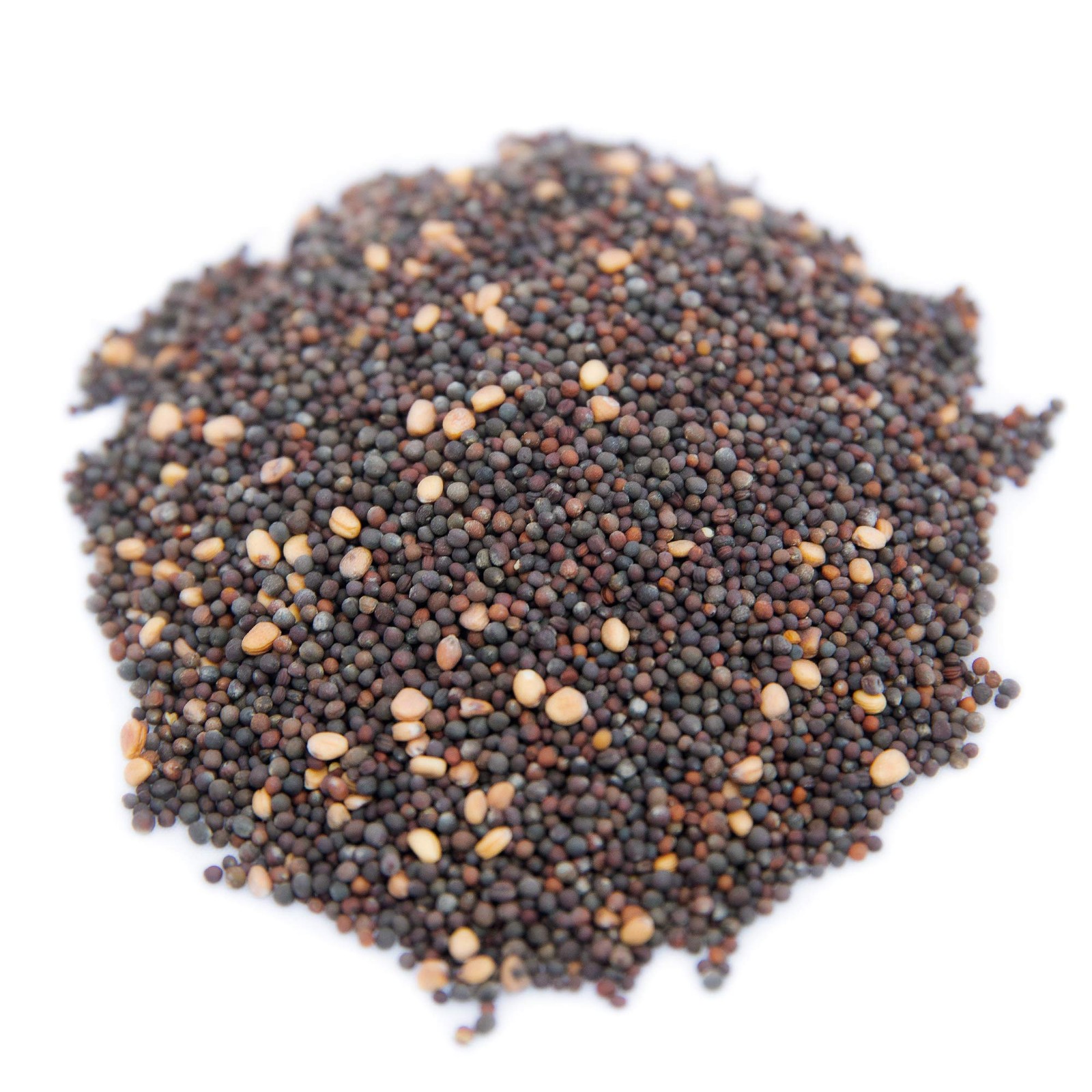 Microgreen Seeds Mix Bulk 1 LB Superfood Growing Kit for Trays New