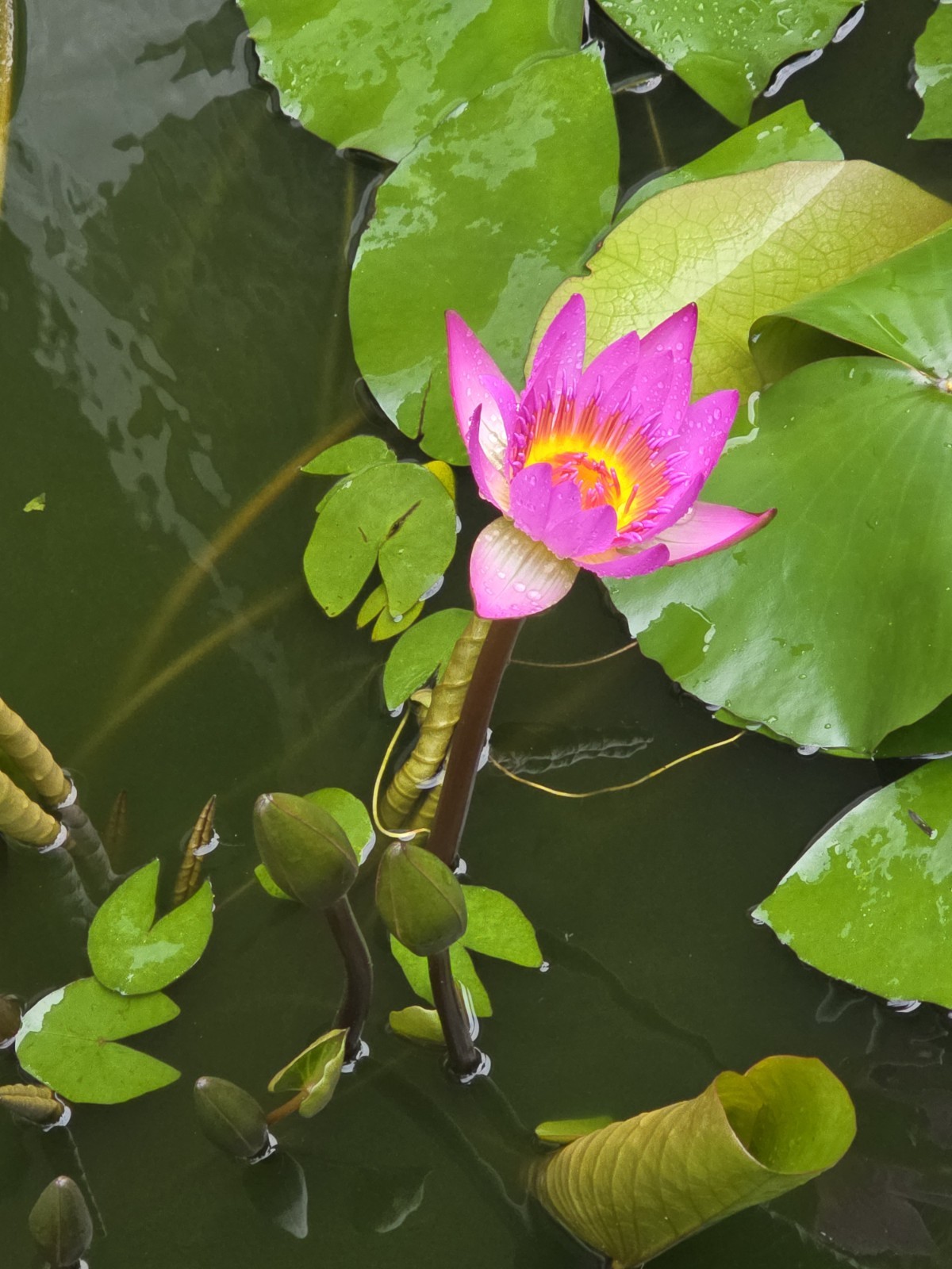 TWO Aquatic Hardy Sacred Pink Water Lily Plant FRESH Mature Rhizomes 3″- 4″