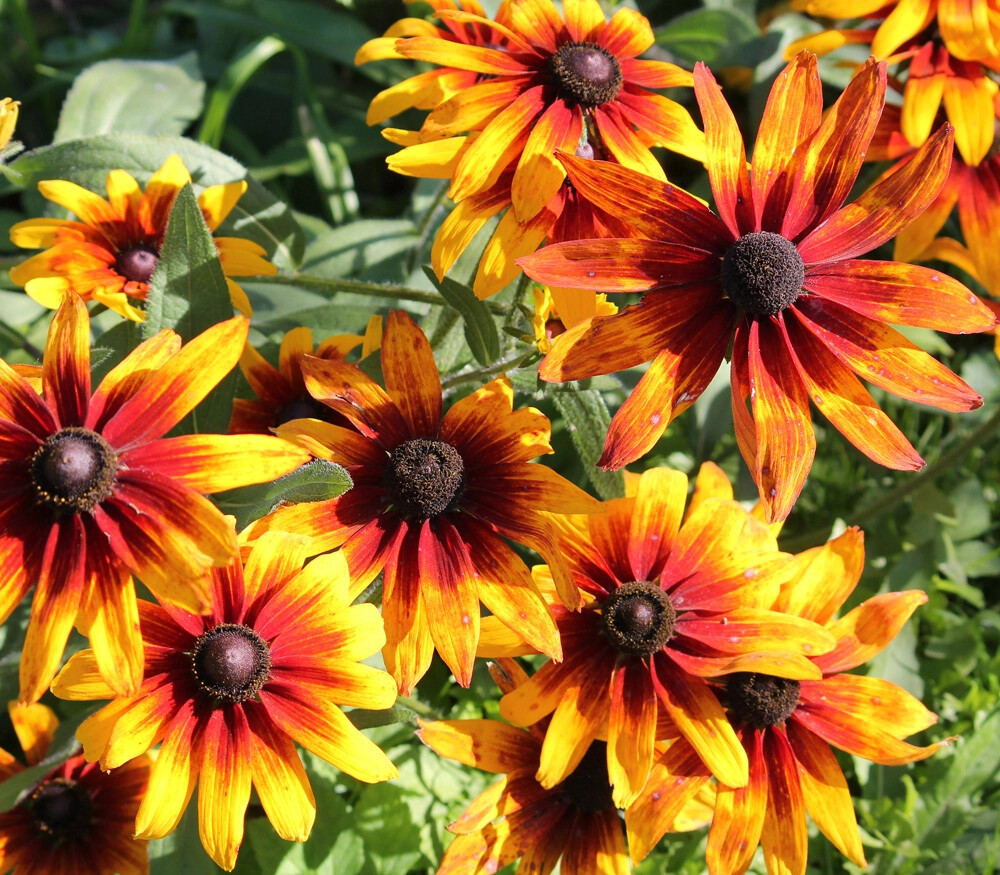 Black-Eyed Susan & Fancy Gloriosa Daisy Combo 190 Seeds~My Botanical Garden Club