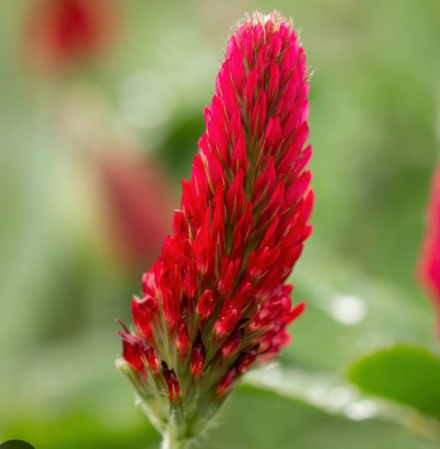 400+ Crimson Clover Seeds **Fresh Seeds** ~~Free Shipping~~