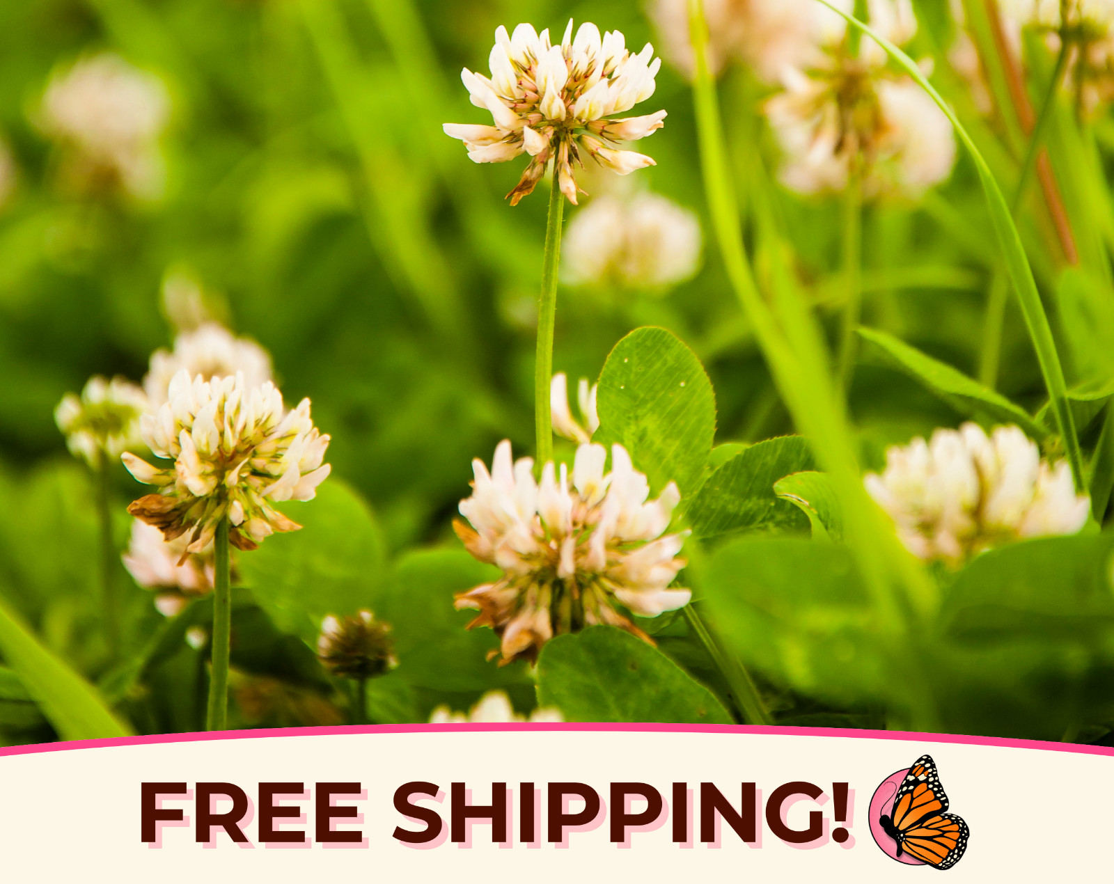 14100+ White Dutch Clover Seeds ‘New Zealand’ | Wildflower Gardening Flower Seed