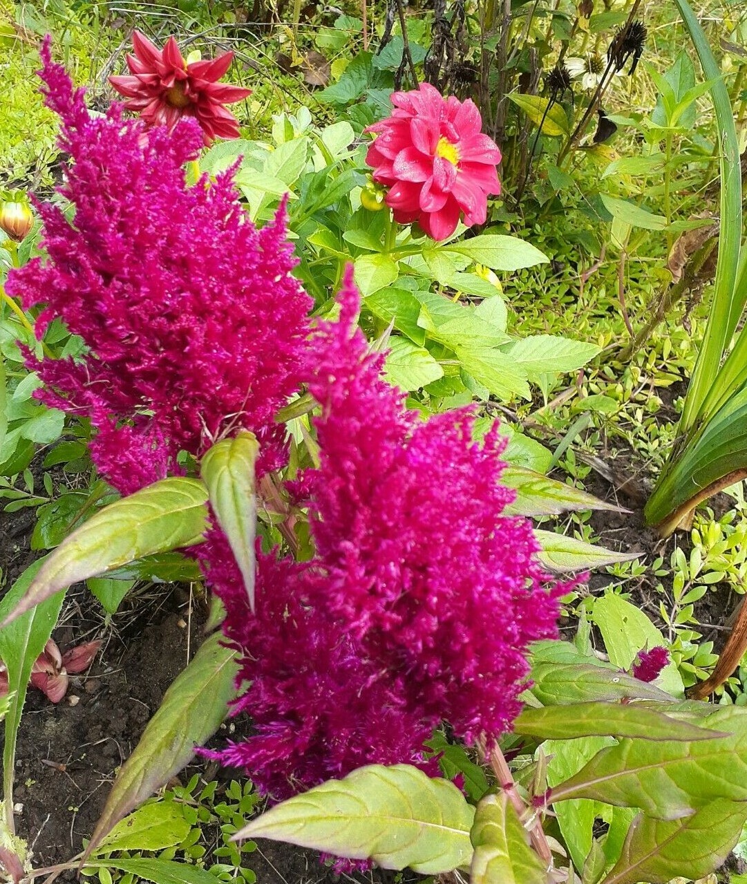 celosia pampas plume, feather mix 25+ Seeds