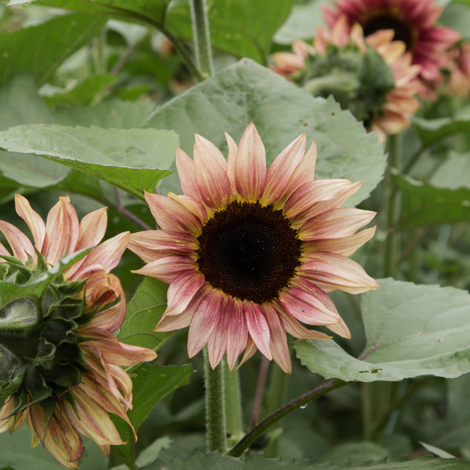 ProCut Plum Sunflower Totally Unique Color 10 Seeds Free Shipping!
