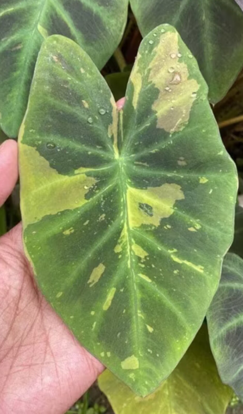 AUTHENTIC Colocasia Midnight Bright 1 bulbs