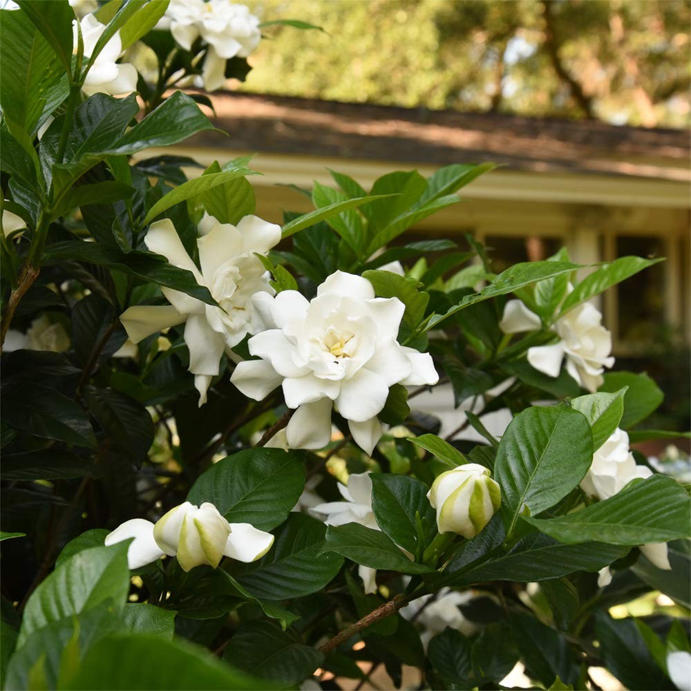 Gardenia Live Plant in 1 Gallon Pot – August Beauty for Your Garden