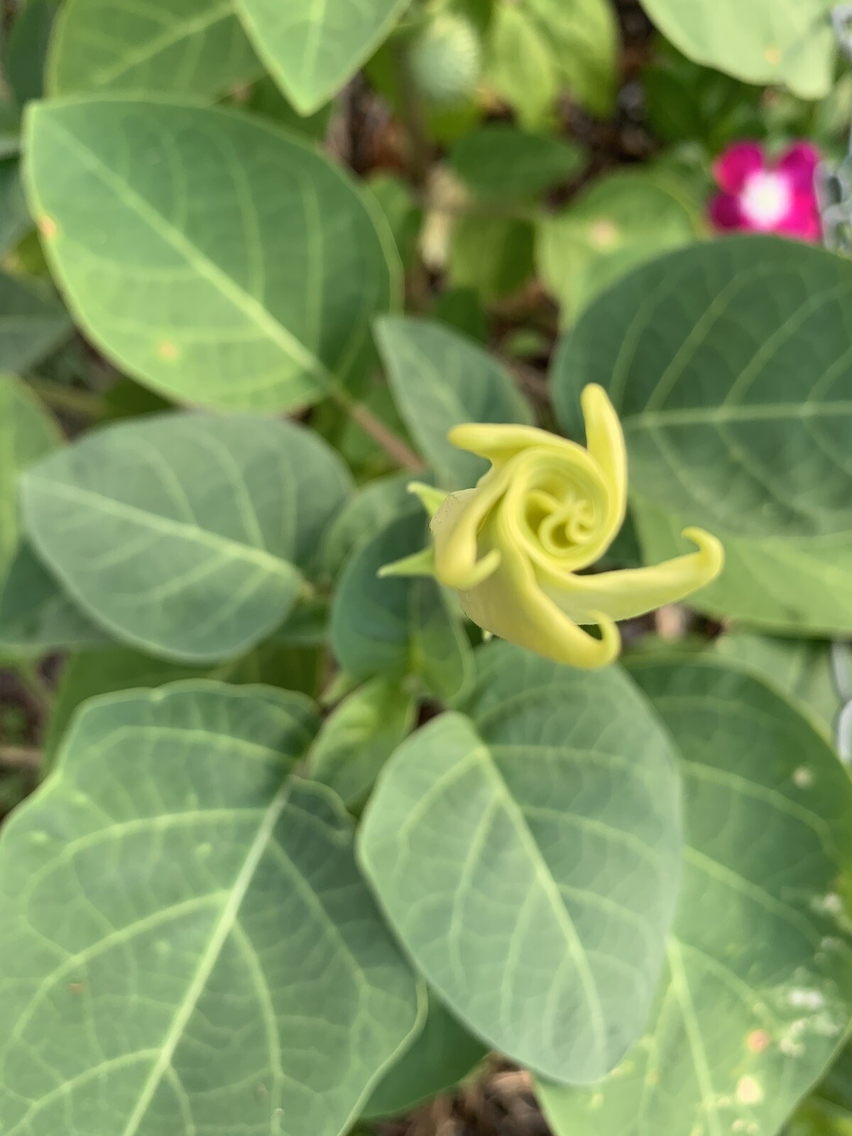 (200 SEEDS) White Moon Flower Angel’s Trumpet Day&Night Bloom Datura. 2023 Seeds