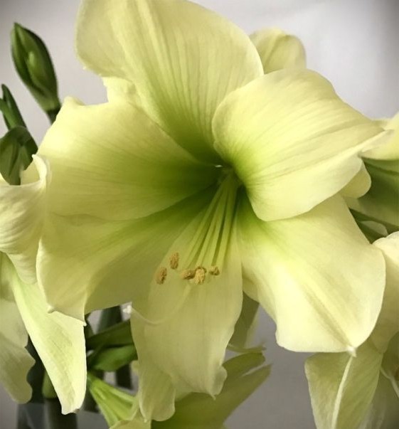 Lemon Star Double Flowering Amaryllis Spectacular Flower Bulb, Check our Store