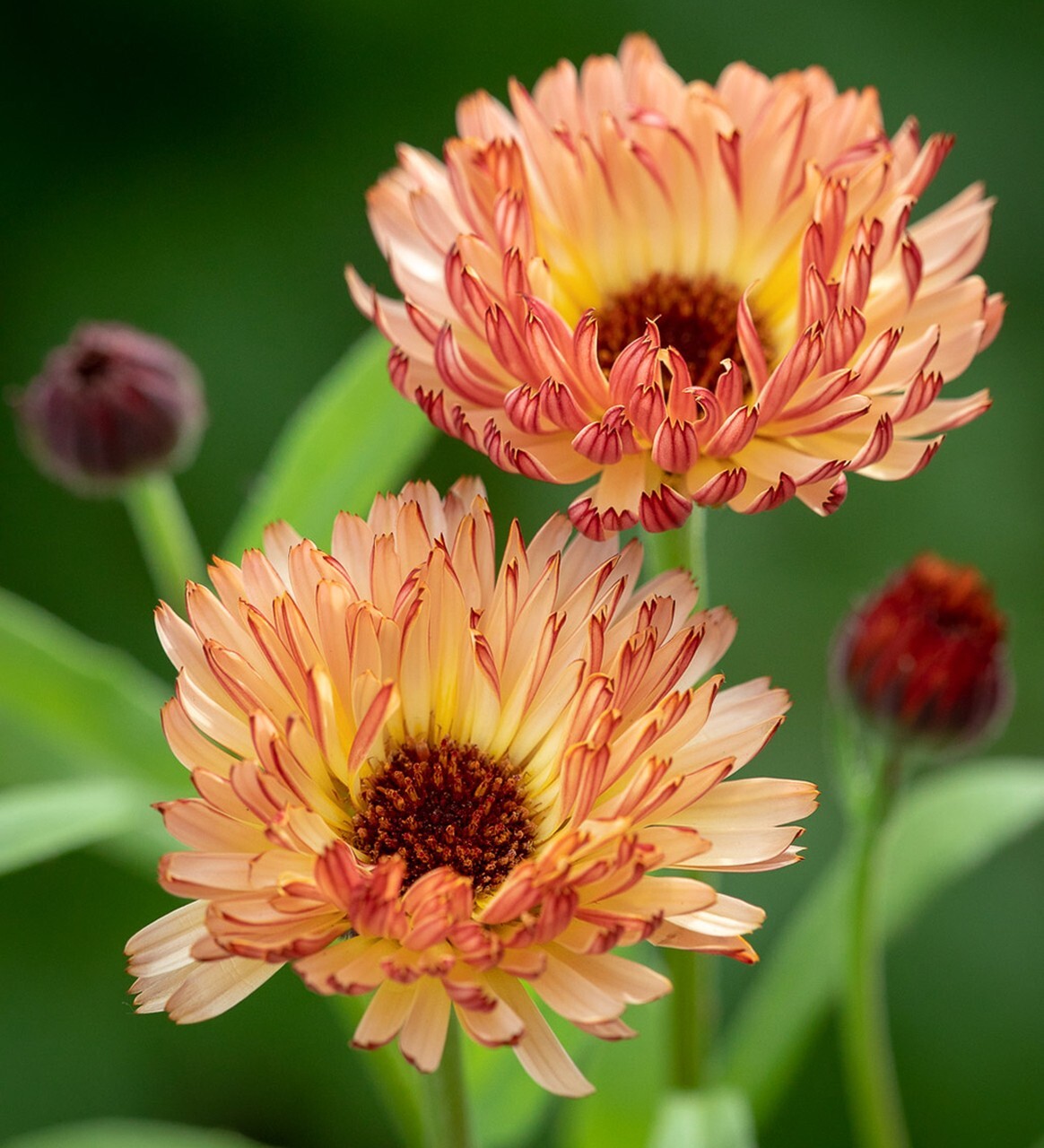 50+Seeds | Sunset Mix Calendula Seeds #H004