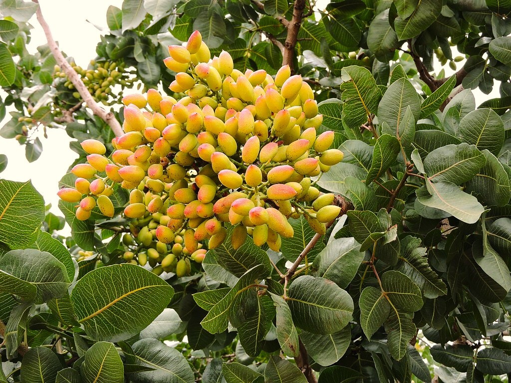Pistachio Tree Seeds | Pistacia Vera Green Nut Perennial Seed 2025 Fast Shipping