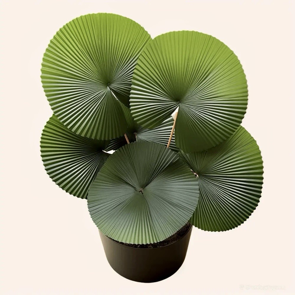 Rare Licuala Cordata Seed ~ House Plants ~ Plants ~ Palms ~ Unique