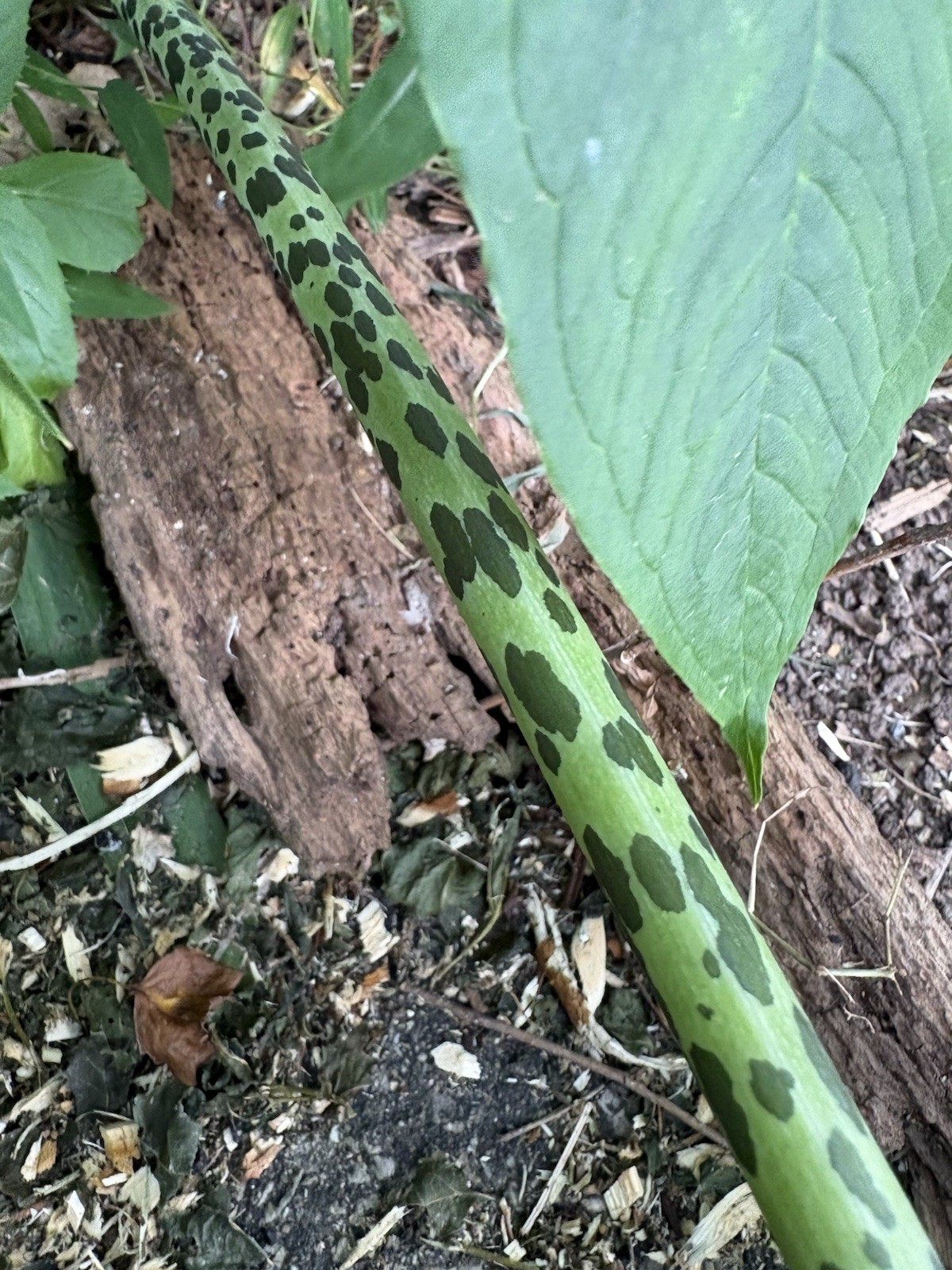 Saroumatum Venousum Indian Giant Form (ships potted) ~3-6 Inch Corms