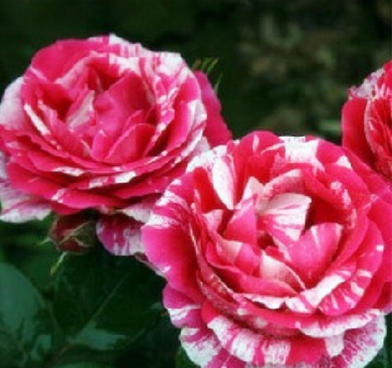 20 EXOTIC RARE STRIPED DRAGON ROSE SEEDS garden flower plant Rosas tea hybrid