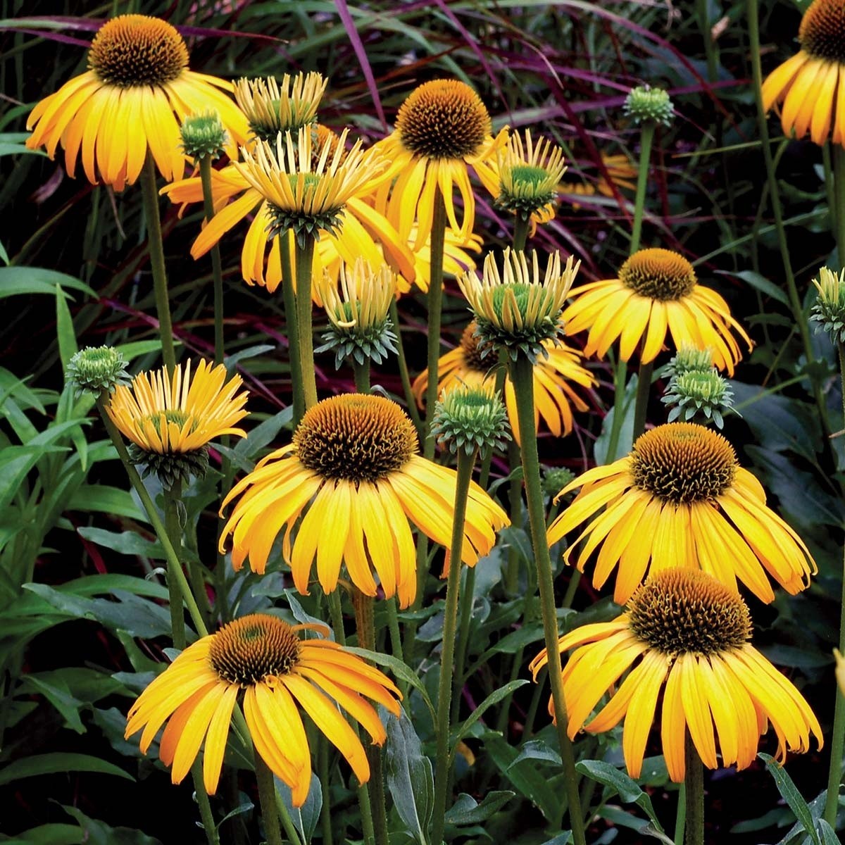 50 Ozark Gold Coneflower Seeds Echinacea Perennial Seed Flowers US SELLER
