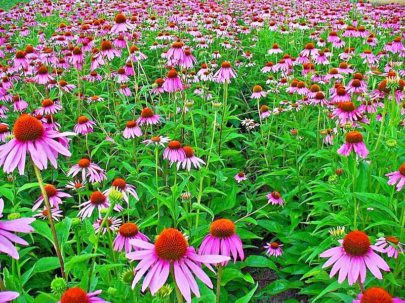 PURPLE ECHINACEA 100 SEEDS, CONEFLOWER, LARGE DAISY-LIKE FLOWERS, USA SELLER