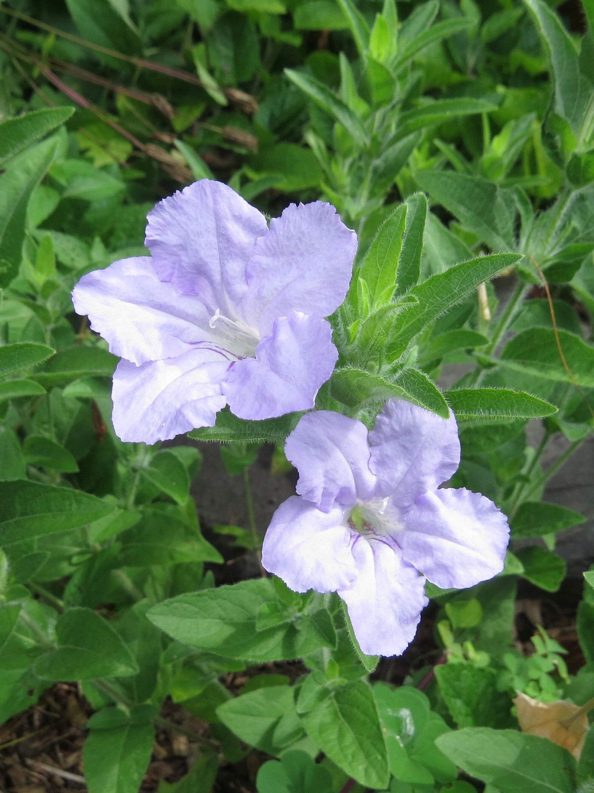 Petunia, Wild (Ruellia humilis)