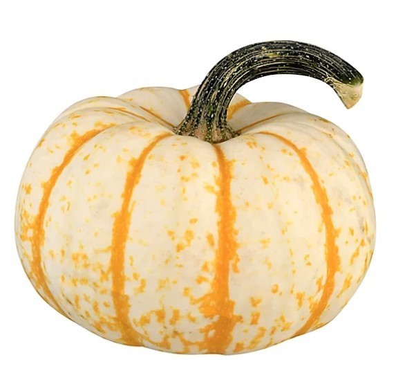 10+ Dwarf Baby Tiger Stripe Pumpkin Seeds Ornamental Fall Decor