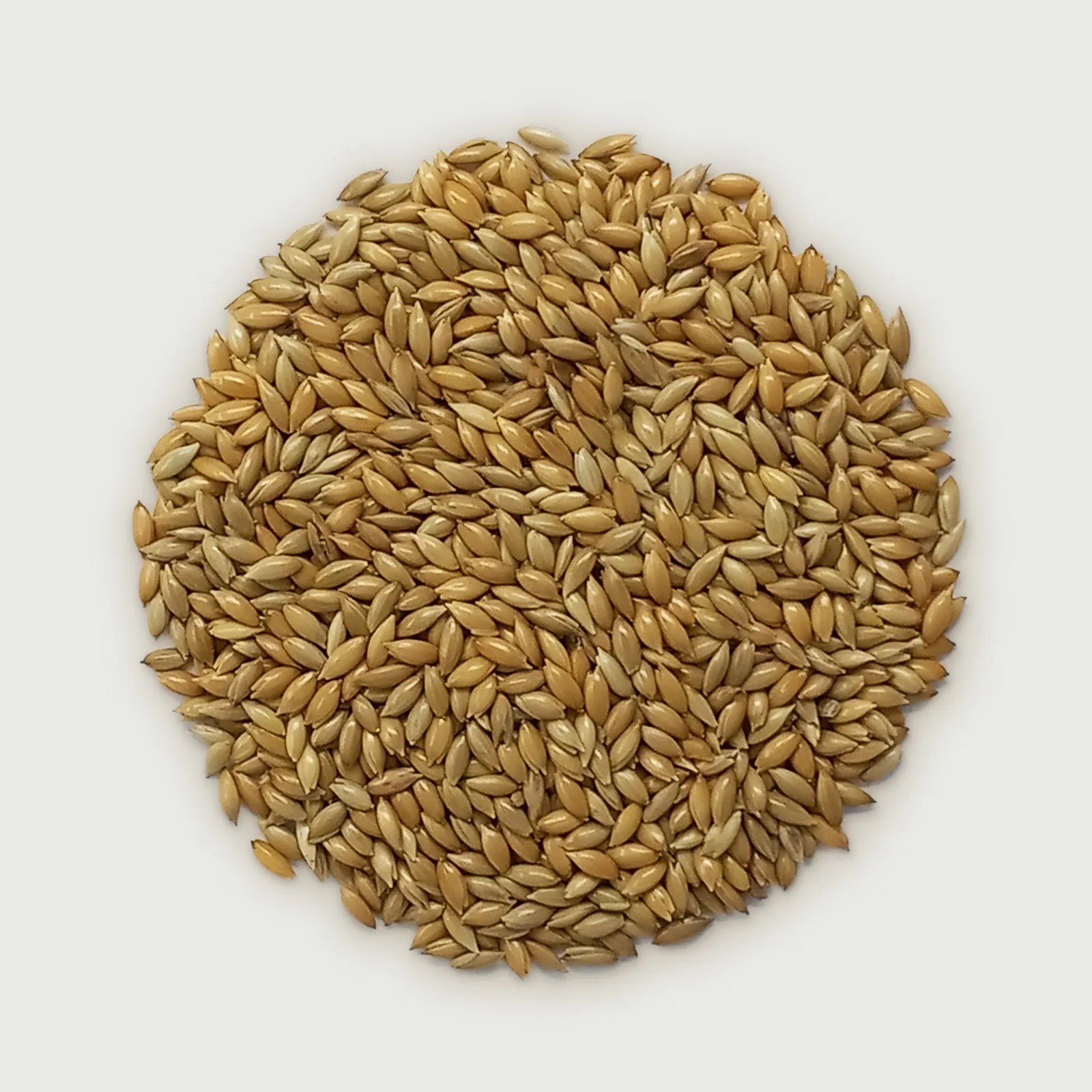 5 Pounds Of Alpiste Canary Seed Bird Food for All Birds