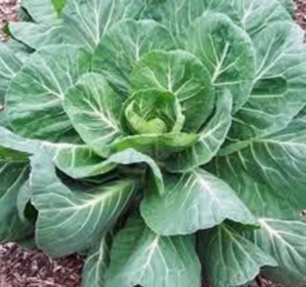 COLLARD GREENS SEED, GEORGIA SOUTHERN, HEIRLOOM, 500 SEEDS, NON GMO