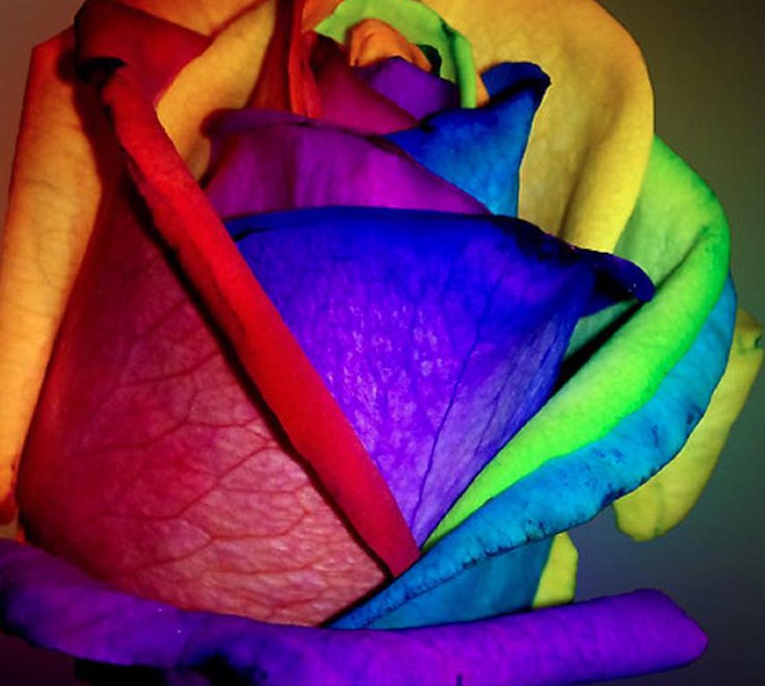 20 EXOTIC RARE RAINBOW ROSE SEEDS garden flower plant bush diy Rosas hybrid tea
