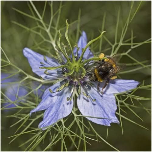 Blue Love In A Mist Seeds For Planting (Nigella damascena)