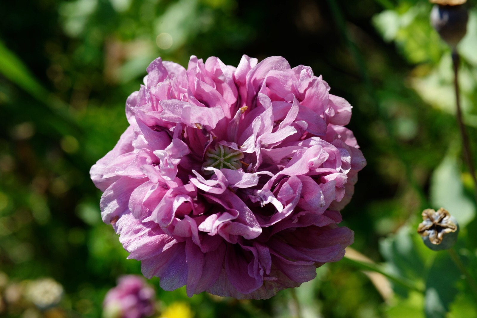 Poppy VIOLETTA BLUSH Pink/Purple LARGE BLOOMS TALL Pollinators NonGMO 1000 Seeds