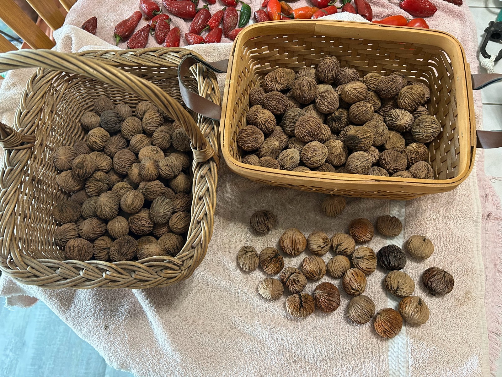 BLACK WALNUTS: 5lb Box Organic 2025 Harvest, Naturally Grown in Maryland.