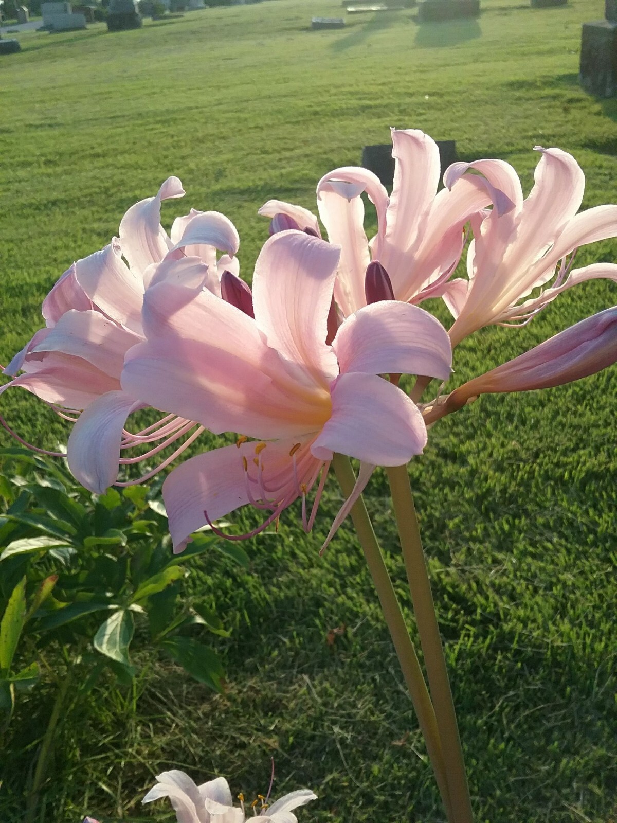 1 Dozen (BABY BULBS) Surprise Lily Bulbs Naked Ladies Resurection Lily