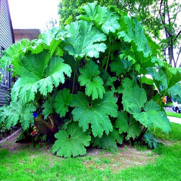 25 GUNNERA MANICATA SEEDS “Dinosaur Food” Giant Hardy Exotic Flower Plant RARE!