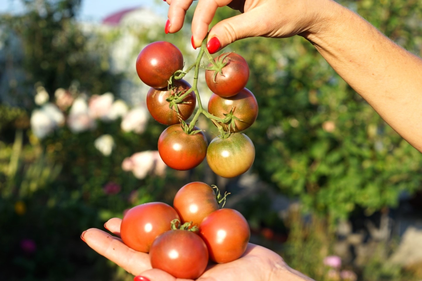 10 seeds Dwarf Velvet Night Tomato Purple cherry ORGANIC Rare Variety DTP