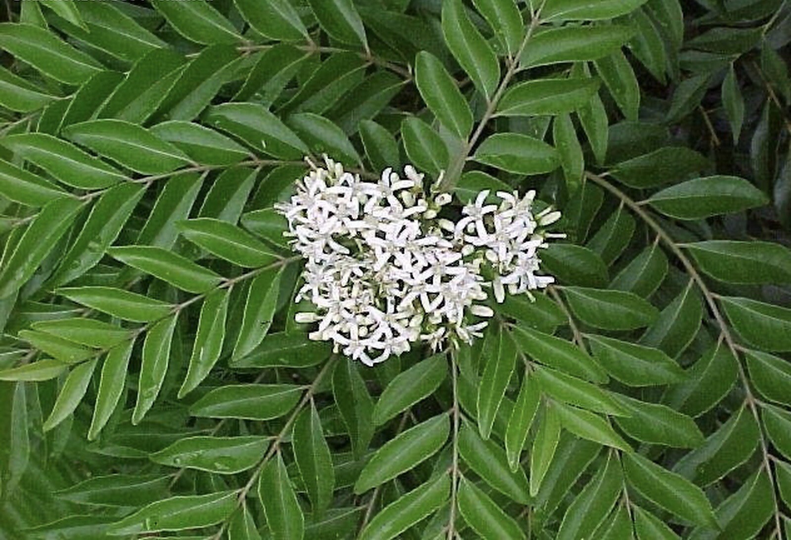 Curry Leaf (Murraya koenigii) Medium Coconut Coir Pot size plant