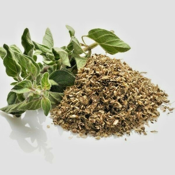 501+ITALIAN OREGANO Seed Organic Herb Patio Container Vegetable Garden Perennial