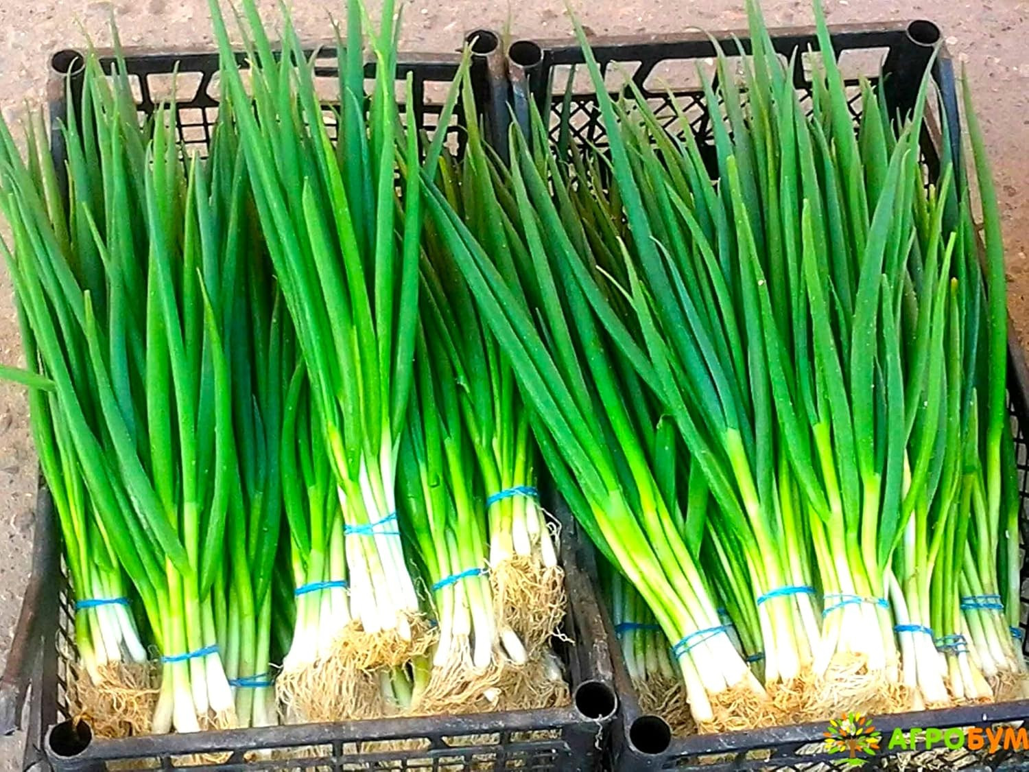 Bunching Green Onion Seeds Scallions about 300 Non-Gmo Seeds for Planting