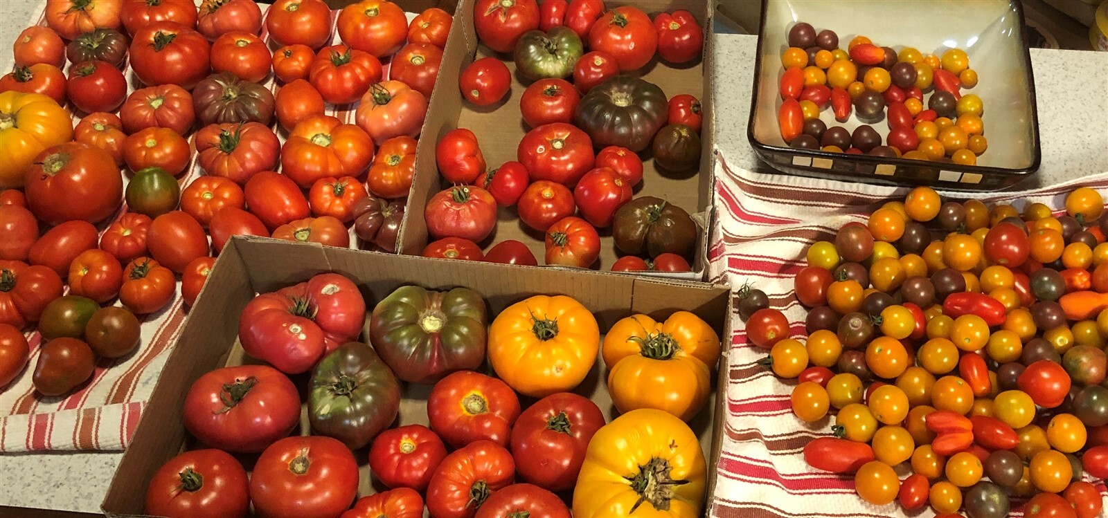 27 Varieties Organic Non-GMO Heirloom Tomatoes, 10/25/50/100 Seeds FREE SHIPPING