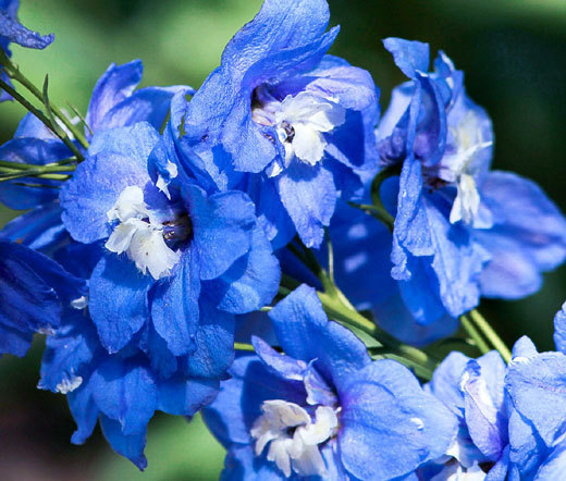 DELPHINIUM BLUE BIRD Delphinium Cultorum – 100 Bulk Seeds