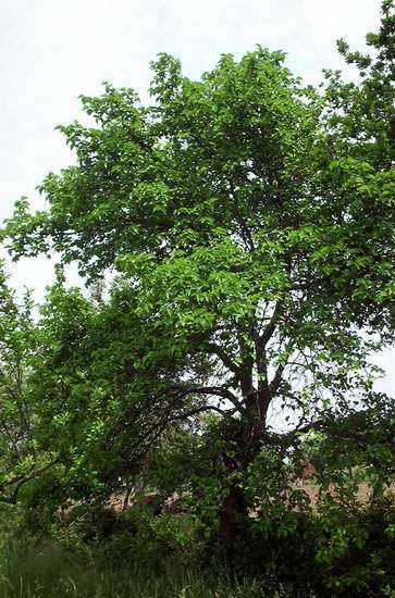 Black Mulberry, Morus nigra, Tree Seeds (Hardy, Edible)