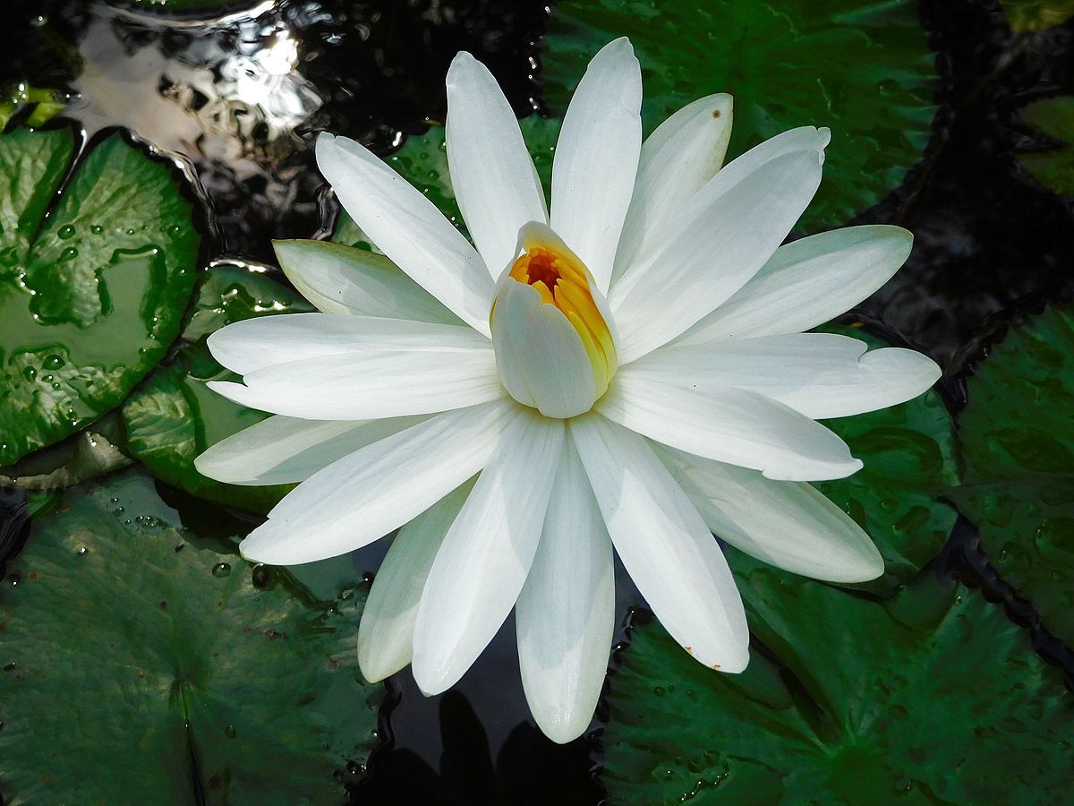 Nymphaea pubescens WHITE WATER LILY Seeds