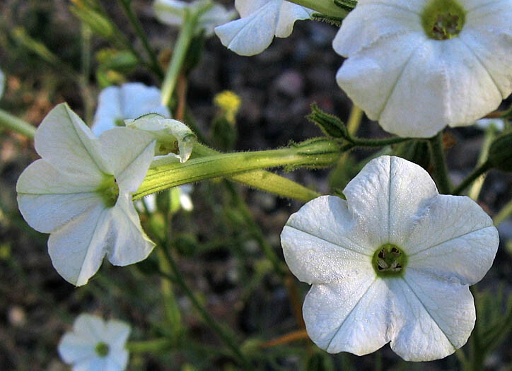 1000 Nicotiana acuminata var. multiflora Tobacco Seeds