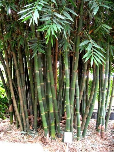 100 Seeds Bamboo Perennial Seed Ornamental Privacy Hedge “Bambusa Oldhamii”