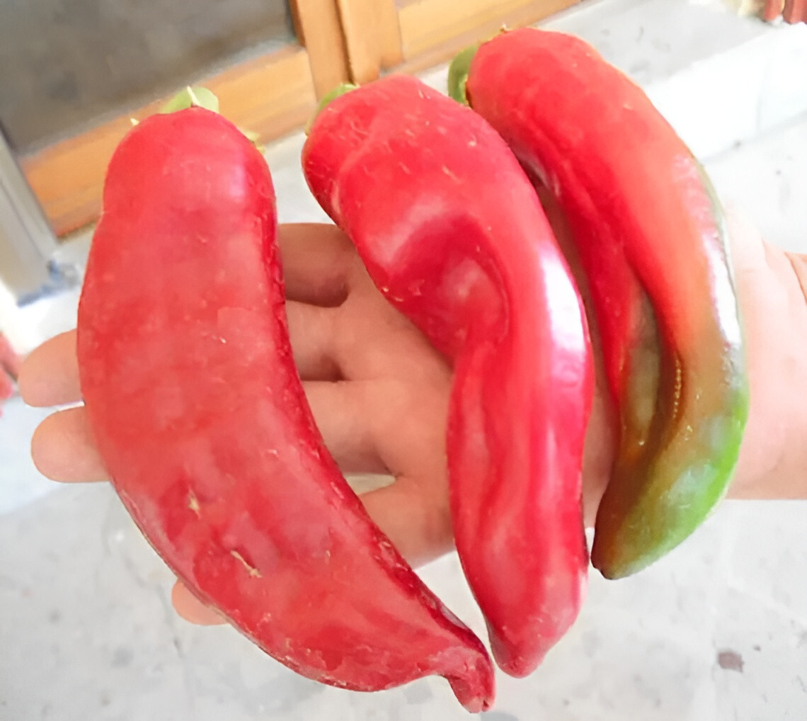 125 Jumbo Heirloom NuMex Very Mild Hatch Chili Pepper Seeds – Sweet Full Flavor