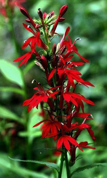Lobelia cardinalis | Cardinal Flower | Queen Victoria | 150 Seeds