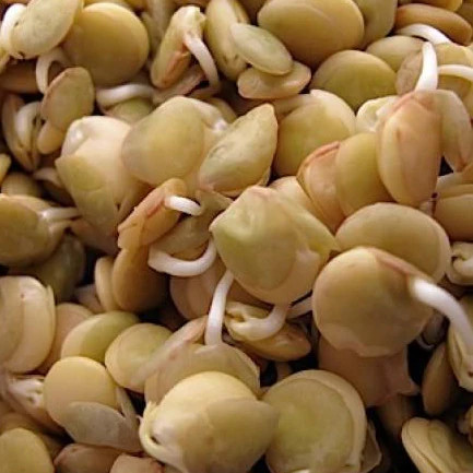 Brown Lentil Seeds | For Planting Asian Indian Dal Daal Organic Vegan Seed 2024