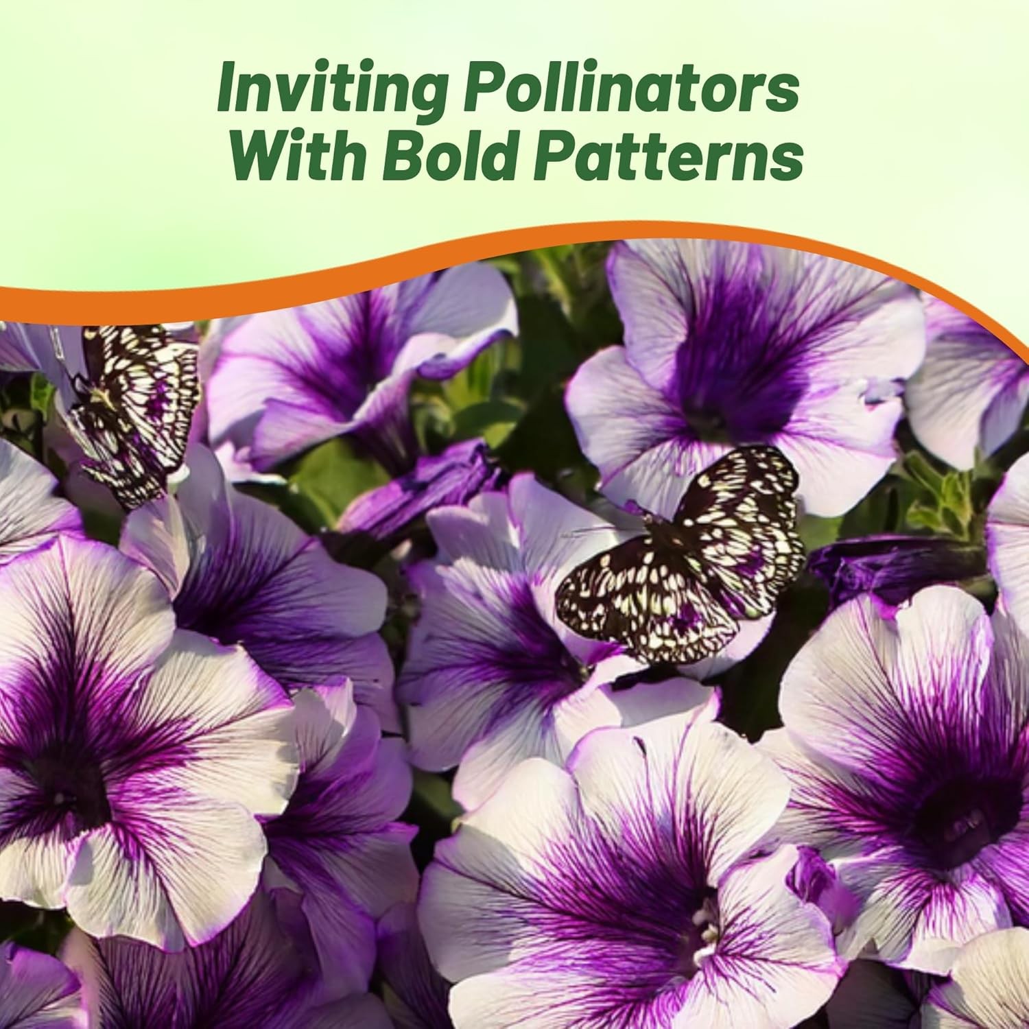 30 Seeds Spreading Petunia x Hybrida Purple Tie Dye Flower Seeds