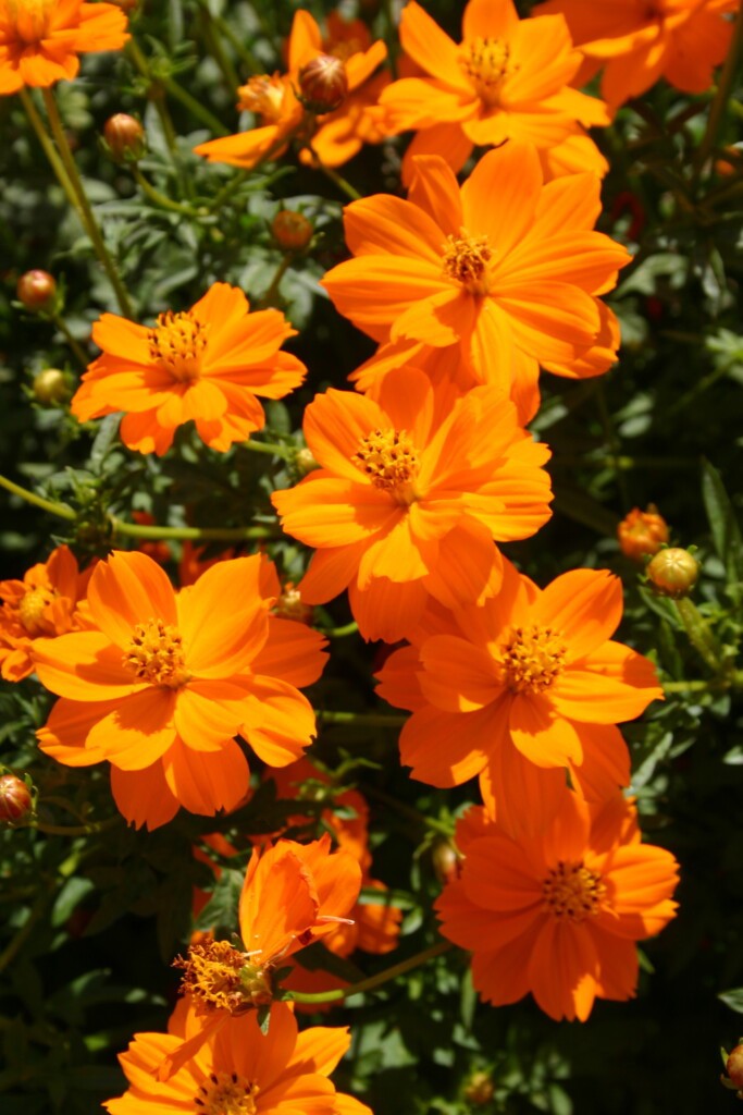 Cosmos Sulphur Dwarf Orange Flower Seeds Free Shipping!