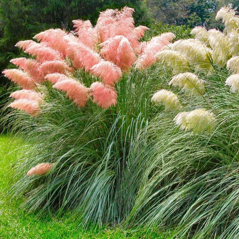 Giant Pink Pampas Grass Seeds – 100 Seeds – Made in USA Natural Beautiful Growth