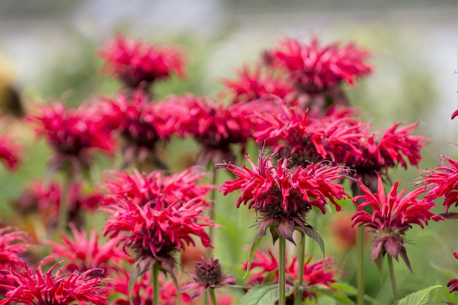 10 Panorama RED BEE BALM / MONARDA DIDYMA Oswego Tea Flower Seeds *Flat S/H