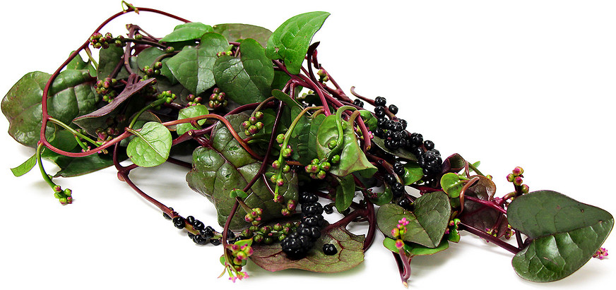 Organic Red Malabar Spinach Seeds, Mồng Tơi Đỏ, basella alba